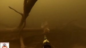 Подводная охота на щуку.  Spearfishing for pike.