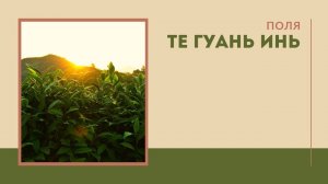 Поля ТегуаньИнь