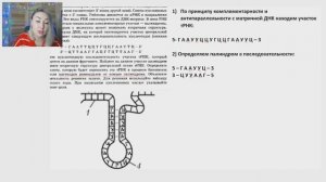 Палиндром. Новые задания ЕГЭ по биологии на биосинтез белка.