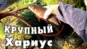 Крупный Хариус. Рыбалка в Ленинградской области. Сентябрь 2023.