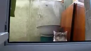 Кот прячется на балконе