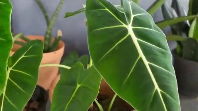 Alocasia 'Frydek'/ Alocasia Green Velvet/ General care @ancyg15 смотреть онлайн