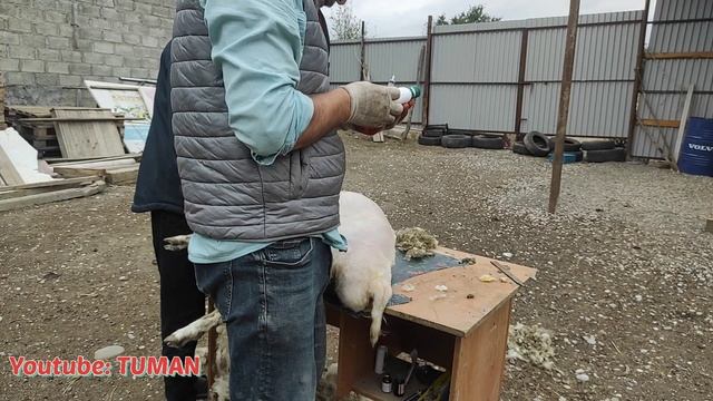 Купили Машинку для стрижки овец. смотреть онлайн