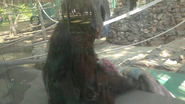 HAYVONAT BOGʻI MAYMUN смотреть онлайн