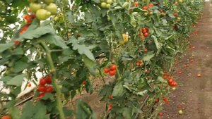 томат второй оборот 2018 10 21