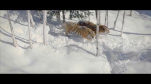 Тигр охотится за дроном