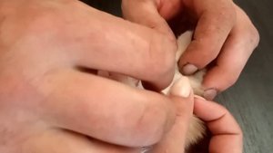 Как вытащить клеща у кошки.