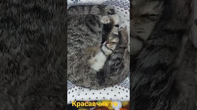 Спящий кот Чувачок в любимой лежанке для кошек!