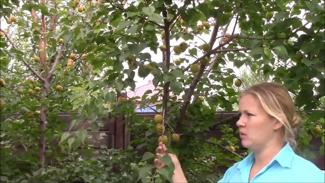 Выращивание абрикосов в Сибири. Зеленская Анна