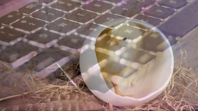 Курица или яйцо? Наука снова подтверждает Библию смотреть онлайн