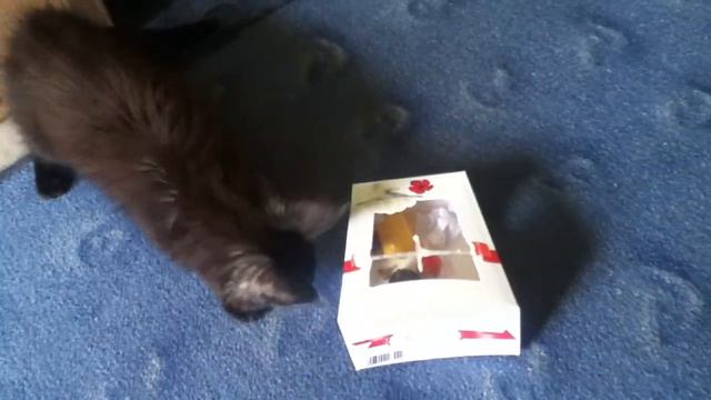 Котенок мейн-кун играет с коробкой 1 смотреть онлайн