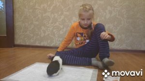 Тренируем морскую свинку Эльзу (служить и барьер). guinea pig