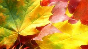 У природы нет плохой погоды исп.Алиса Фрейндлих