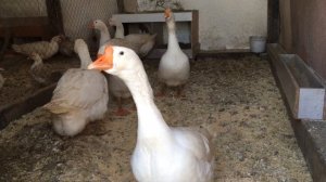 Гуси снесли первое яйцо. Содержание гусей породы Линда в период яйцекладки.