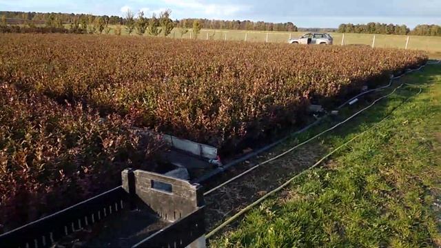 Супер ягода!!! ГОЛУБИКА. смотреть онлайн