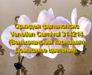 Орхидея фаленопсис Venetian Carnival 314214 (Венецианский карнавал). Домашнее цветение.