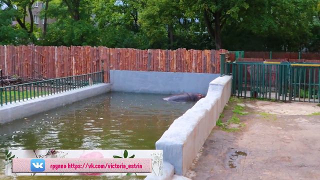 #vlog☆В МИРЕ ЖИВОТНЫХ ☆ 15☆ 09☆ 2018 ☆ #VictoriaEstrin ☆ смотреть онлайн