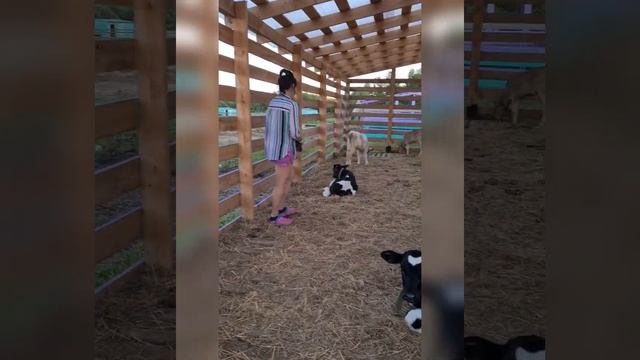 Загон для бычков смотреть онлайн