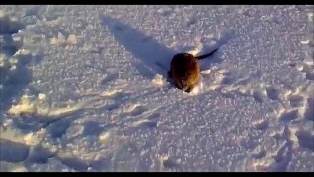 Рыбаки охренели от рыбы которую поймали смотреть онлайн