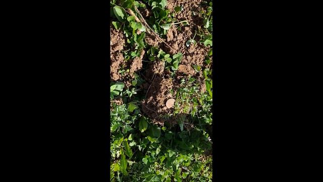 Что можно найти на деревенской дороге смотреть онлайн