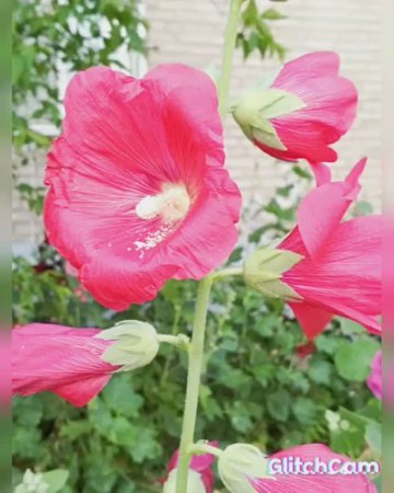 rose's    мальвы
