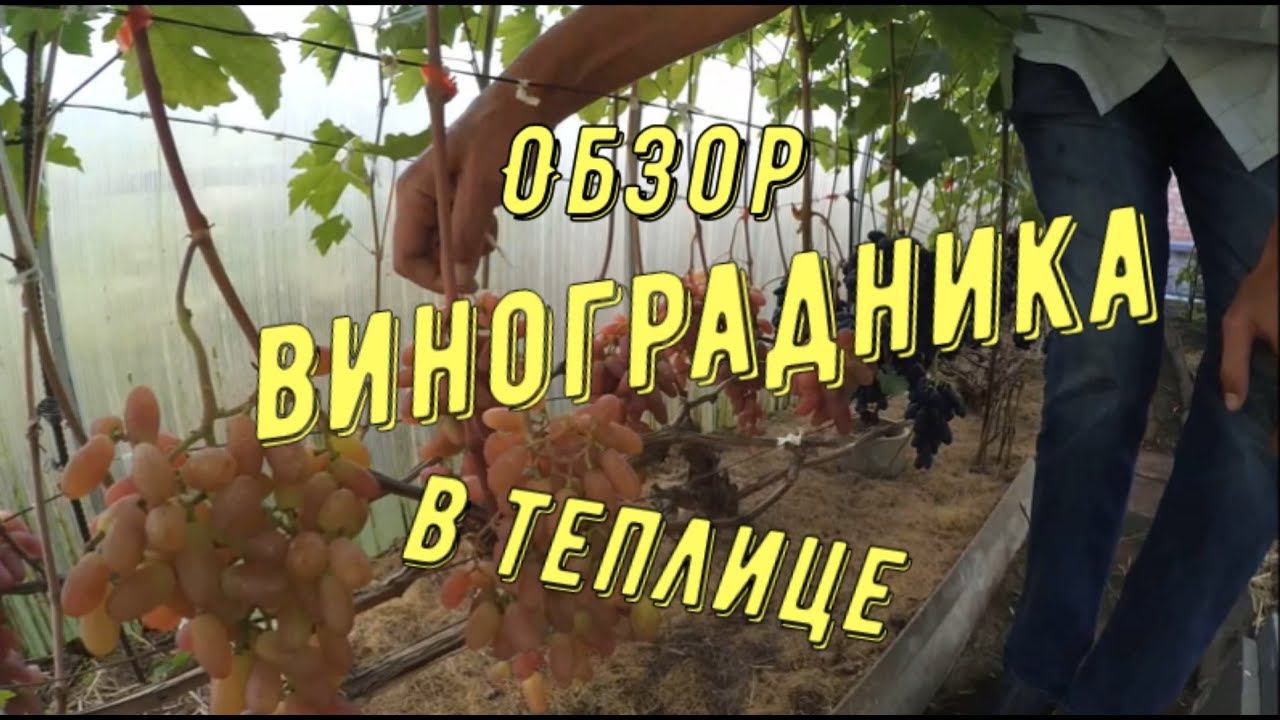 Экскурсия по винограднику в теплице. Виноградник Вадима Точилина