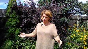 Барбарисы вместо цветов