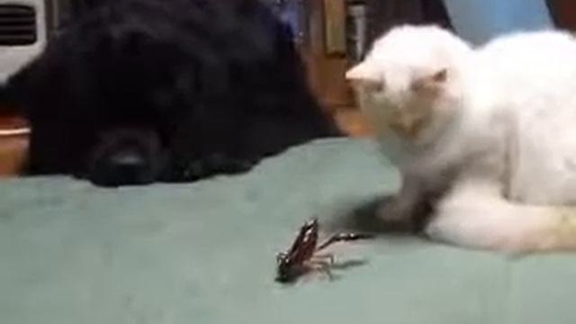 Распальцовка.Рак против котэ.flv смотреть онлайн