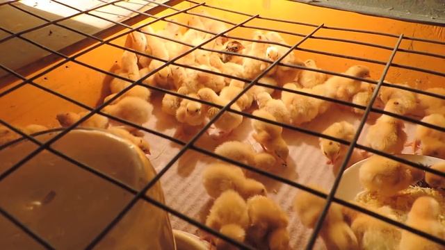 Перепёлки, первые сутки смотреть онлайн