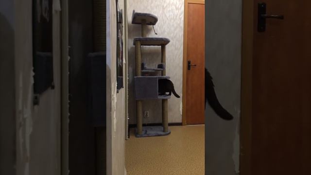 Шотландский пушистик с весом 6 кг изучает домик