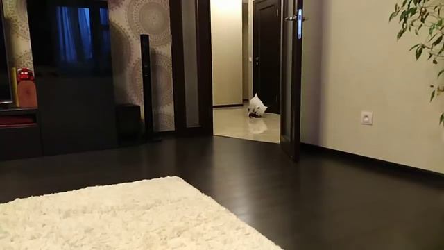 Подарок для Бадди на четыре года смотреть онлайн