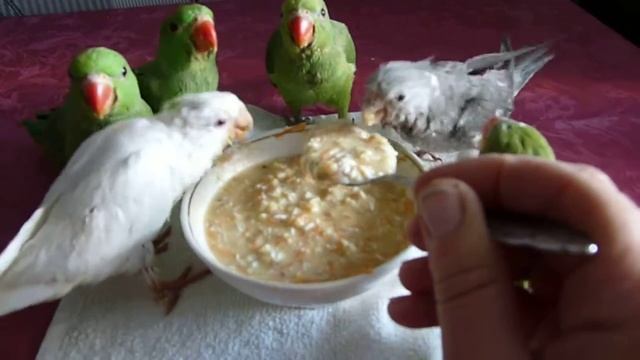 Кормление малышей ожереловых