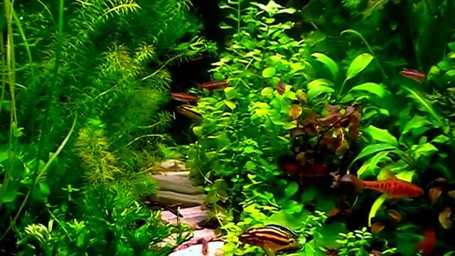 #Aquarium. Ландшафт с эритрозонусами. смотреть онлайн
