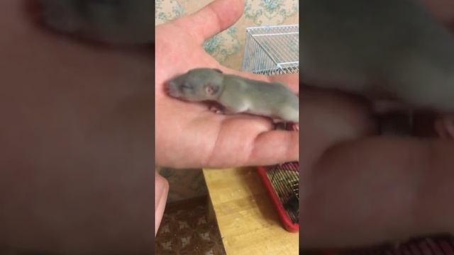 Новорожденная крыса 2 недели смотреть онлайн