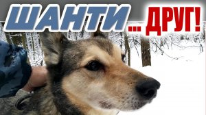 ШАНТИ, парень-ракета Активный пёс, около 8 лет, друг и компаньон для любящей семьи.. НУЖЕН ДОМ