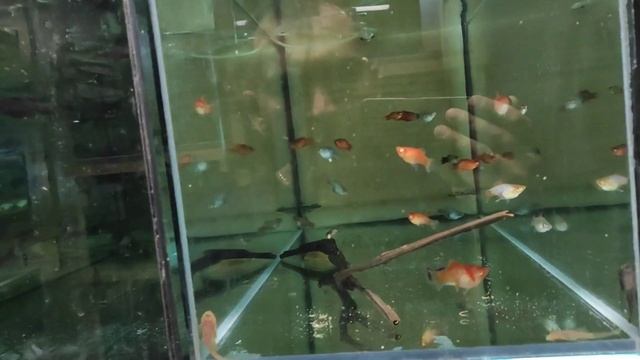 Генеральная уборка и много рыбок на нерест... смотреть онлайн