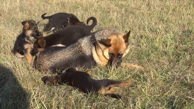 овчарка мама с детками играет смотреть онлайн