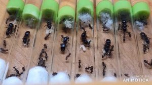 Camponotus ligniperda и Camponotus herculeanus