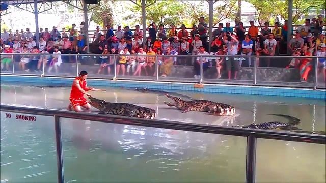 Шоу крокодилов на крокодиловой ферме в Паттайе с моими комментариями смотреть онлайн
