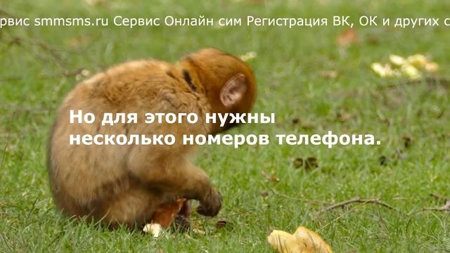 Сервис smmsms.ru Сервис Онлайн сим Регистрация ВК, ОК и других соц смотреть онлайн