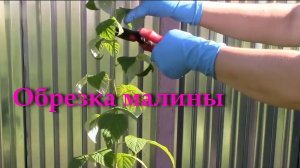 Обрезка малины