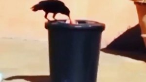 Животные и Экология