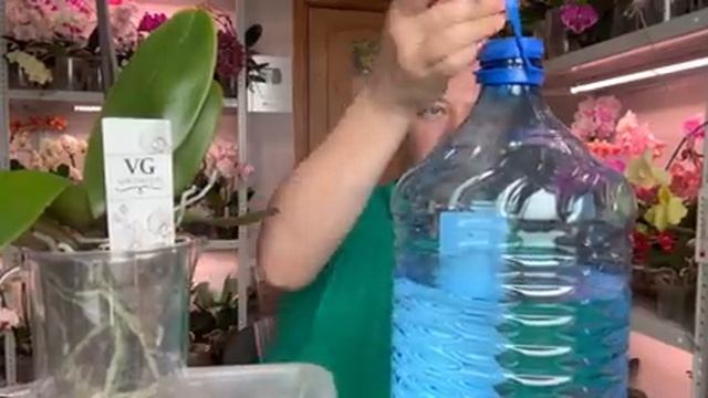 МИНЕРАЛЬНАЯ ВОДА для орхидей какой можно полить орхидеи / ВАЖНЫЕ моменты не загубить орхидею смотреть онлайн