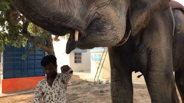 ДЖАЙПУР. ЕДУ В ДЕРЕВНЮ СЛОНОВ. АНГЛИЙСКИЙ ВЛОГ. смотреть онлайн