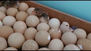 РЕЖИМ ИКУБАЦИИ ЦЕСАРИНЫХ ЯИЦ