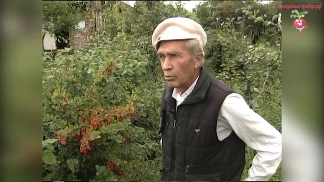 Сибирская агава #urozhainye_gryadki смотреть онлайн