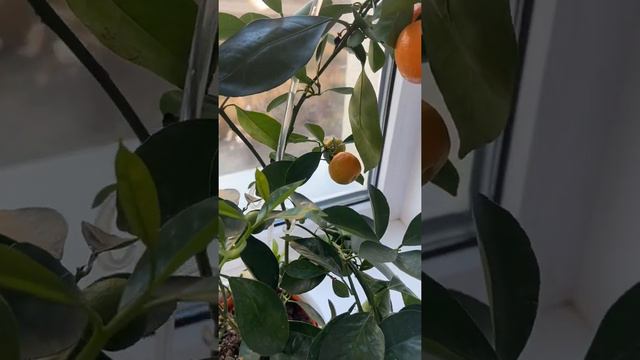 Відео відгук про добриво ЯРОС ( мандарин, фікус Бенджаміна, авокадо, камелія ) смотреть онлайн