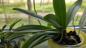 20.05.22 Орхидея фаленопсис Dtps.Tzu Chiang Sapphire