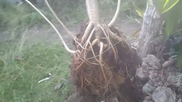 How to Create Raft Style|Forest Rock Clasping|Red Ficus Bonsai Project смотреть онлайн