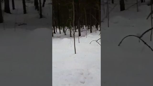 Весенняя установка петли на волка +результат. Март 2021года. смотреть онлайн